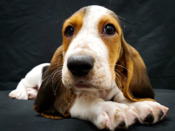 Basset Hound-DOG-Female-Black White and Tan-22028-Petland Scottsdale, Arizona