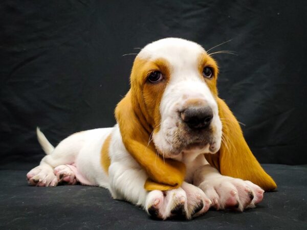 Basset Hound-DOG-Male-Red and White-22029-Petland Scottsdale, Arizona