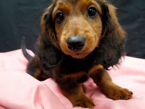 Dachshund-DOG-Female-Red-22032-Petland Scottsdale, Arizona