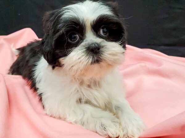 Shih Tzu-DOG-Male-Black Gold and White-22036-Petland Scottsdale, Arizona
