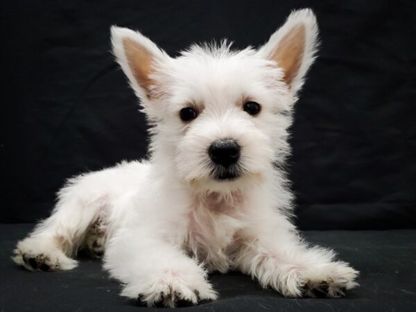 West Highland White Terrier-DOG-Male-White-22038-Petland Scottsdale, Arizona