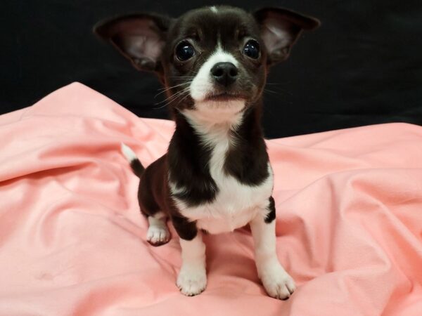 Chihuahua-DOG-Male-Black and White-22030-Petland Scottsdale, Arizona