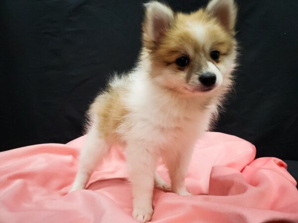 Pomeranian-DOG-Female-Cream Sable-22035-Petland Scottsdale, Arizona