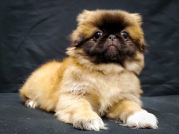 Pekingese-DOG-Female-Fawn-22034-Petland Scottsdale, Arizona