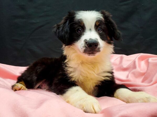 Miniature Australian Shepherd-DOG-Male-Black and White-22039-Petland Scottsdale, Arizona