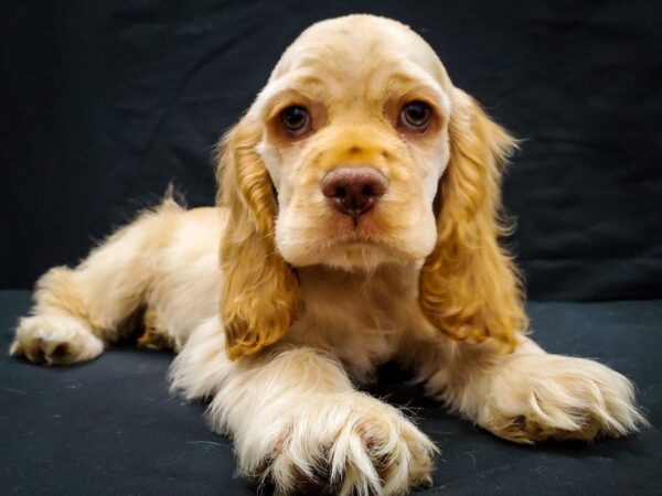 Cocker Spaniel-DOG-Male-Cream-22031-Petland Scottsdale, Arizona