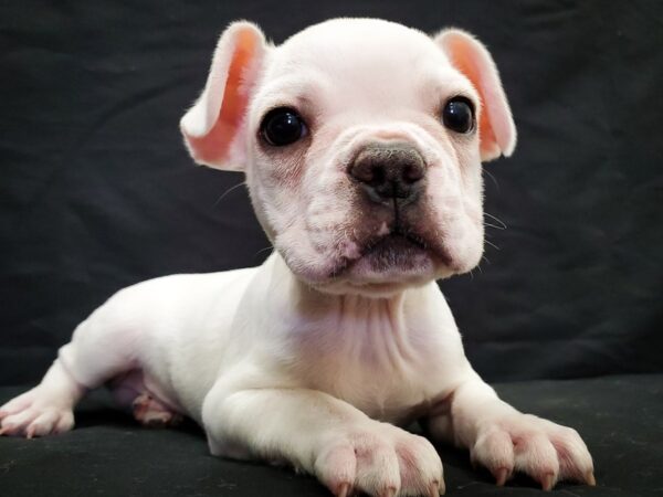 French Bulldog-DOG-Male-Cream and White-22033-Petland Scottsdale, Arizona