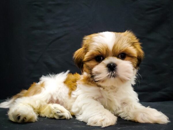Shih Tzu-DOG-Male-Red and White-22037-Petland Scottsdale, Arizona