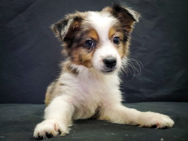 Australian Shepherd/Toy Australian Shepherd-DOG-Male-Blue Merle-22040-Petland Scottsdale, Arizona