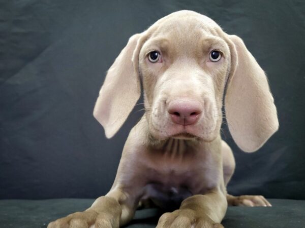 Weimaraner-DOG-Male-Silver Gray-22045-Petland Scottsdale, Arizona
