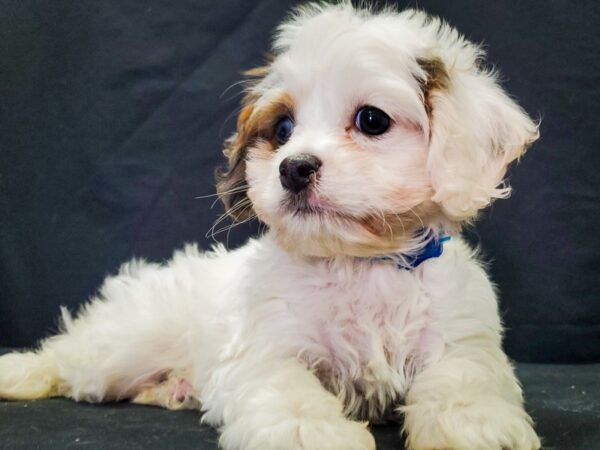 Cavalier King Charles Spaniel/Poodle-DOG-Male-White Blue Merle / Tan-22047-Petland Scottsdale, Arizona