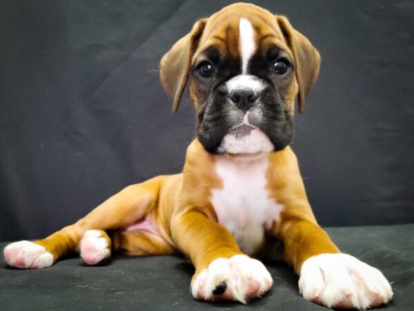Boxer-DOG-Female-Fawn-22041-Petland Scottsdale, Arizona