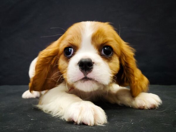 Cavalier King Charles Spaniel-DOG-Female-Blenheim / White-22042-Petland Scottsdale, Arizona