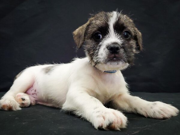 French Bulldog Mix-DOG-Male-White / Fawn-22046-Petland Scottsdale, Arizona