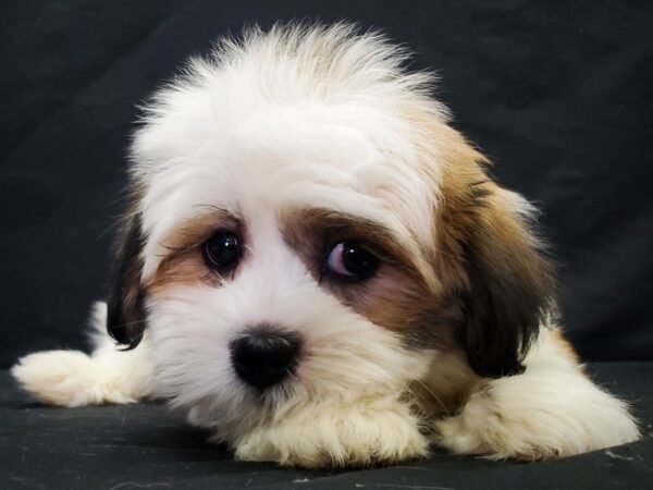 Havanese/Shih Tzu-DOG-Male-White / Gold-22050-Petland Scottsdale, Arizona