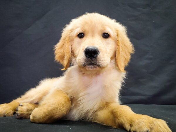 Golden Retriever-DOG-Female-Golden-22043-Petland Scottsdale, Arizona