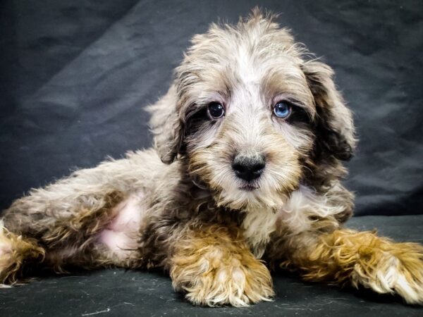 Miniature Schnauzer/Poodle-DOG-Male-Blue Merle White / Tan-22048-Petland Scottsdale, Arizona