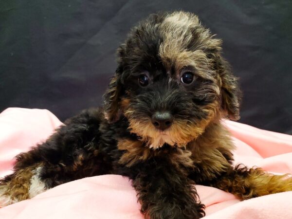 Miniature Schnauzer/Poodle-DOG-Female-Blue Merle / Tan-22049-Petland Scottsdale, Arizona