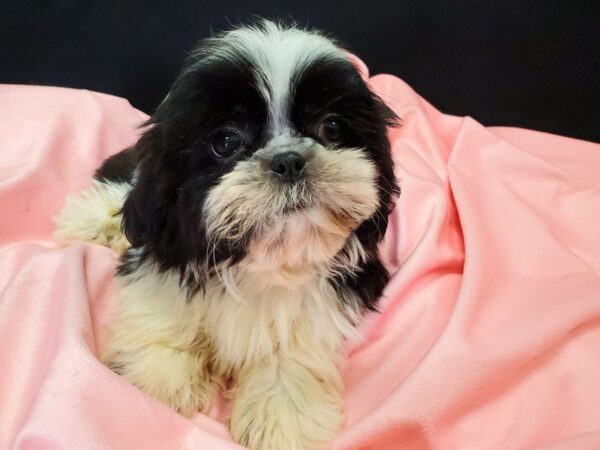Shih Tzu-DOG-Male-White Black / Brindle-22044-Petland Scottsdale, Arizona