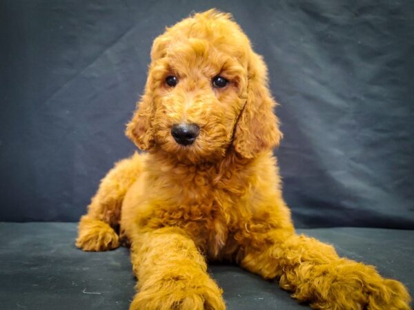 F1B Goldendoodle-DOG-Male-Golden-22051-Petland Scottsdale, Arizona