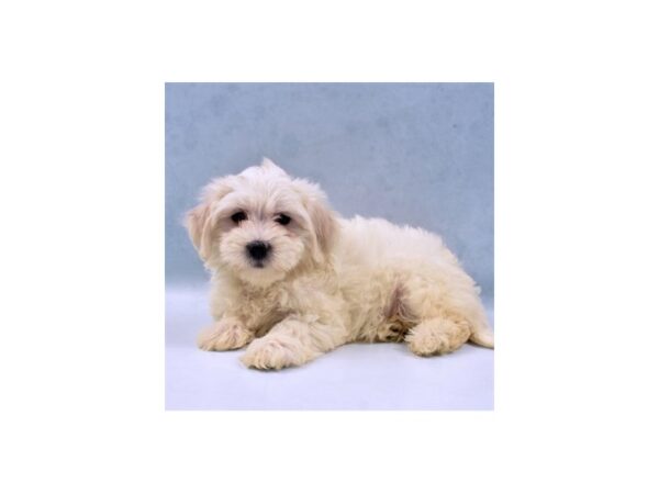 Coton De Tulear-DOG-Female-White-22061-Petland Scottsdale, Arizona