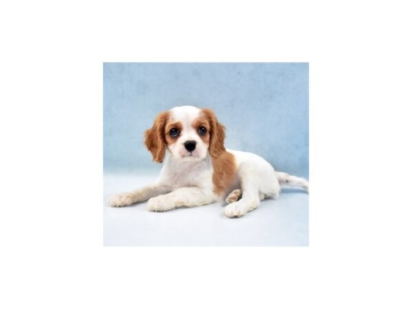 Cavalier King Charles Spaniel-DOG-Female-Blenheim-22056-Petland Scottsdale, Arizona