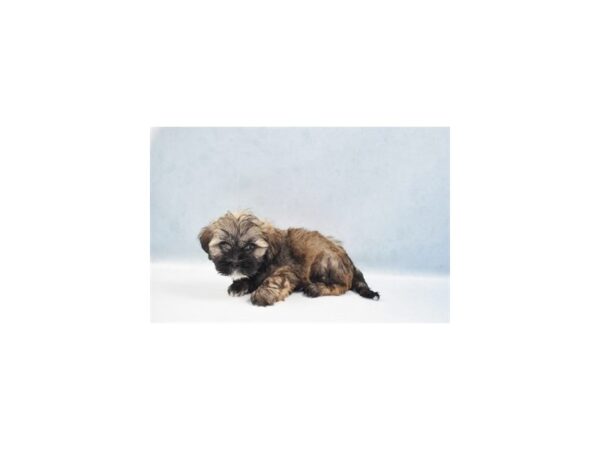 Lhasa Apso-DOG-Male-Grizzle-22058-Petland Scottsdale, Arizona