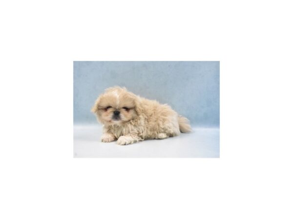 Pekingese-DOG-Male-Cream-22059-Petland Scottsdale, Arizona