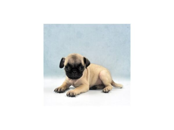 Pug-DOG-Female-Fawn-22060-Petland Scottsdale, Arizona