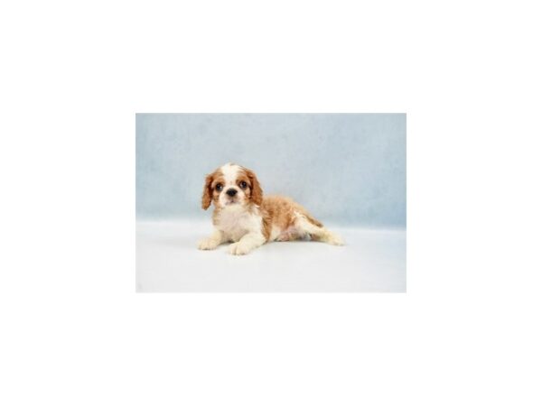 Cavalier King Charles Spaniel-DOG-Male-Blenheim-22055-Petland Scottsdale, Arizona