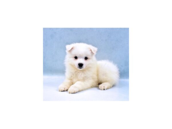 American Eskimo Dog-DOG-Male-White-22053-Petland Scottsdale, Arizona