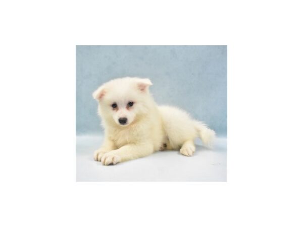 American Eskimo Dog-DOG-Female-White-22054-Petland Scottsdale, Arizona