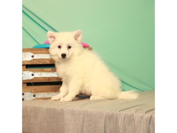 American Eskimo Dog-DOG-Female-White-22071-Petland Scottsdale, Arizona