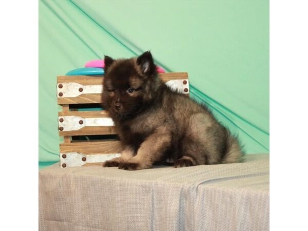 Keeshond-DOG-Male-Black / Silver-22069-Petland Scottsdale, Arizona
