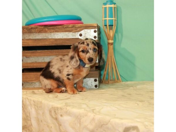 Dachshund-DOG-Male-Black / Tan-22067-Petland Scottsdale, Arizona