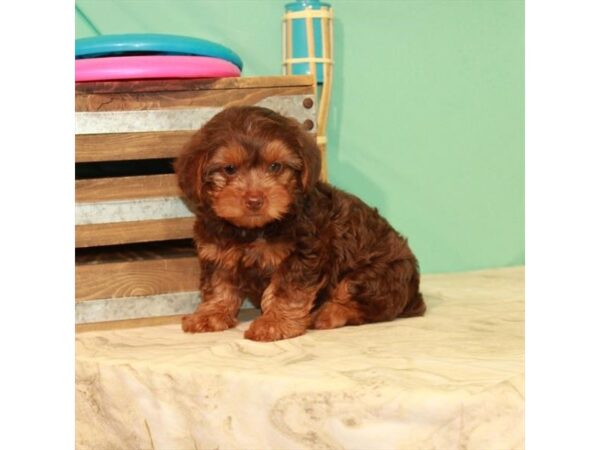 Poodle/Yorkshire Terrier-DOG-Male-Chocolate / Tan-22076-Petland Scottsdale, Arizona