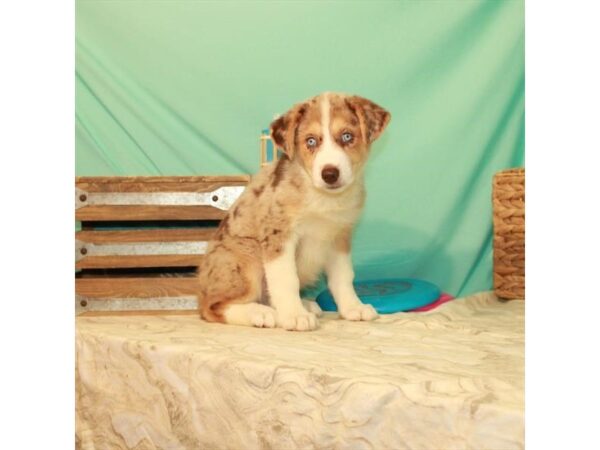 Australian Shepherd/Siberian Husky-DOG-Male-Red Merle-22075-Petland Scottsdale, Arizona