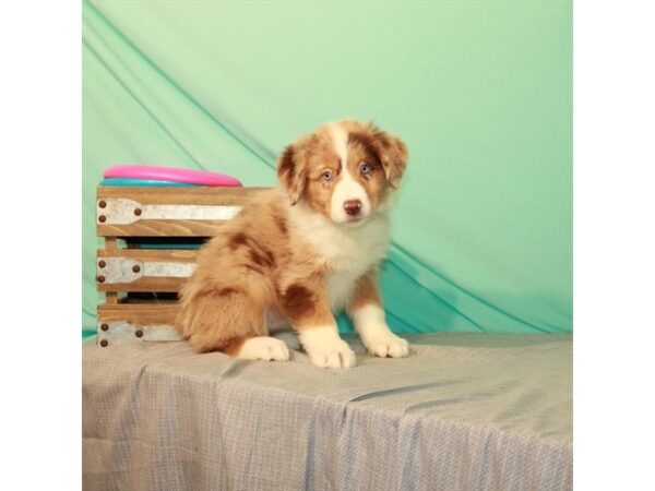 Australian Shepherd-DOG-Female-Red Merle-22063-Petland Scottsdale, Arizona