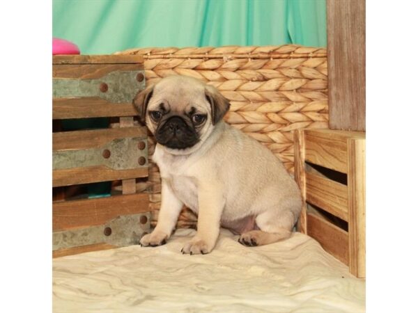 Pug-DOG-Female-Fawn-22072-Petland Scottsdale, Arizona
