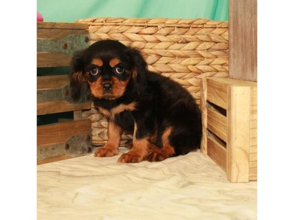 Cavalier King Charles Spaniel-DOG-Female-Black White / Tan-22065-Petland Scottsdale, Arizona