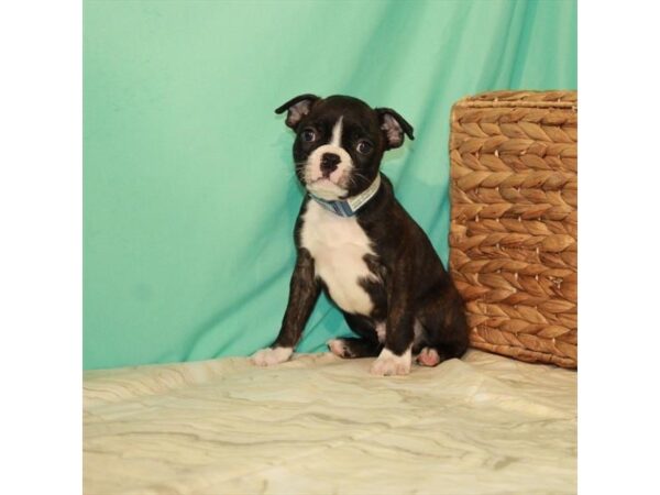 Boston Terrier-DOG-Male-Brindle-22064-Petland Scottsdale, Arizona