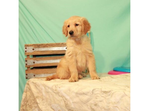 Golden Retriever-DOG-Male-Golden-22068-Petland Scottsdale, Arizona