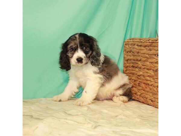 Cocker Spaniel-DOG-Male-Blue Merle / Tan-22066-Petland Scottsdale, Arizona