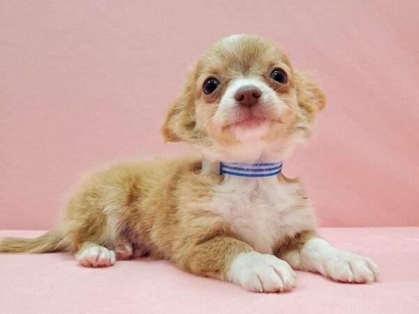 Chihuahua-DOG-Male-Cream and White-22057-Petland Scottsdale, Arizona