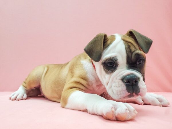 Old English Bulldog-DOG-Female-Red and White-22062-Petland Scottsdale, Arizona
