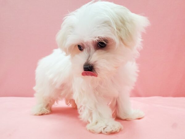 Maltese-DOG-Male-White-22070-Petland Scottsdale, Arizona