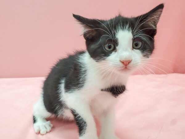 Domestic Cat-CAT-Male-Black-22074-Petland Scottsdale, Arizona