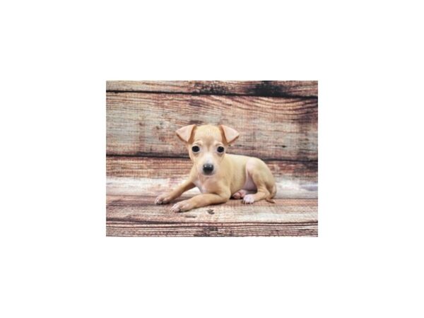 Italian Greyhound-DOG-Male-Fawn-22084-Petland Scottsdale, Arizona