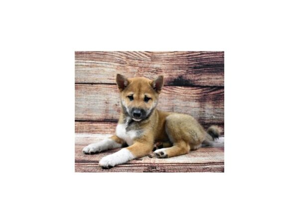 Shiba Inu-DOG-Female-Red Sesame-22086-Petland Scottsdale, Arizona