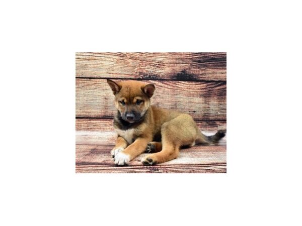 Shiba Inu-DOG-Male-Red Sesame-22087-Petland Scottsdale, Arizona